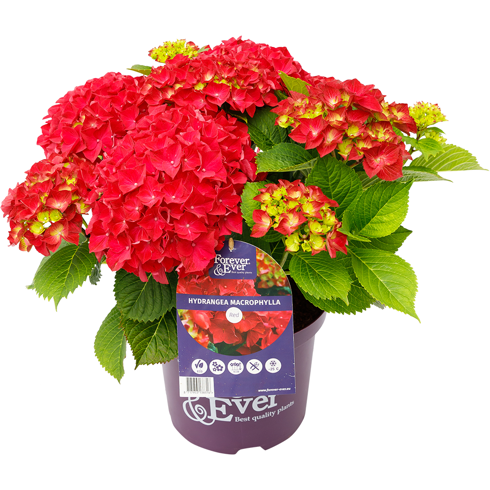 Green boutiQ - Plante de terrasse - Hortensia - Hydrangea Forever & Ever - Rouge - 7-12 fleurs - 2 plantes - Pot 23 cm Hauteur 55 cm