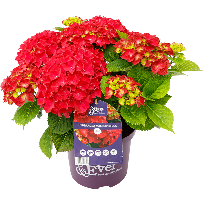 Green boutiQ - Terrasplant - Hortensia - Hydrangea Forever & Ever - Rood - 7-12 Bloemen - 2 Planten - Pot 23cm Hoogte 55cm