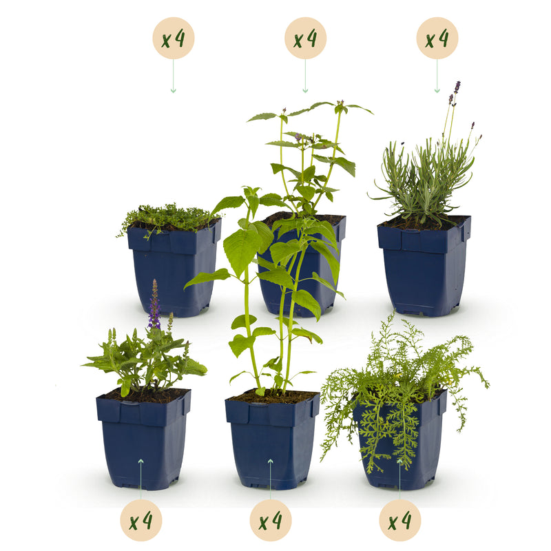 Green boutiQ - Borderpakket - Geurend - 24 Vaste planten - 3 m2 - Diversen kleuren - Weinig Onderhoud - Pot 11cm