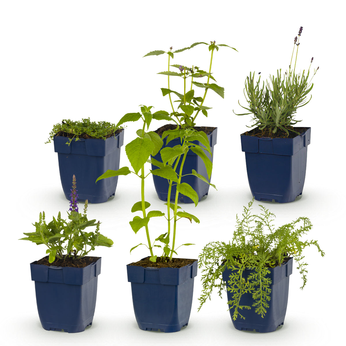 Green boutiQ - Borderpakket - Geurend - 6 Vaste planten - 1 m2 - Diversen kleuren - Weinig Onderhoud - Pot 11cm