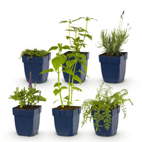 Green boutiQ - Borderpakket - Geurend - 6 Vaste planten - 1 m2 - Diversen kleuren - Weinig Onderhoud - Pot 11cm