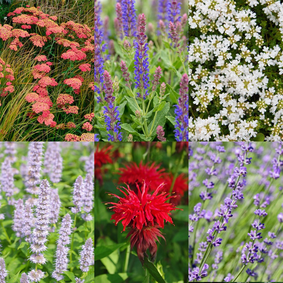 Green boutiQ - Borderpakket - Geurend - 24 Vaste planten - 3 m2 - Diversen kleuren - Weinig Onderhoud - Pot 11cm