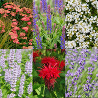Green boutiQ - Borderpakket - Geurend - 24 Vaste planten - 3 m2 - Diversen kleuren - Weinig Onderhoud - Pot 11cm