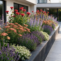 Green boutiQ - Borderpakket - Geurend - 24 Vaste planten - 3 m2 - Diversen kleuren - Weinig Onderhoud - Pot 11cm