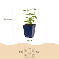 Green boutiQ - Borderpakket - Geurend - 6 Vaste planten - 1 m2 - Diversen kleuren - Weinig Onderhoud - Pot 11cm