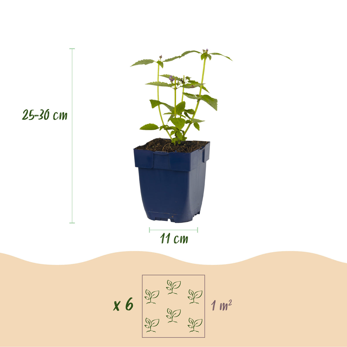 Green boutiQ - Borderpakket - Geurend - 24 Vaste planten - 3 m2 - Diversen kleuren - Weinig Onderhoud - Pot 11cm