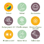 Green boutiQ - Beet-Paket - Duftend - 6 Stauden - 1 m2 - Verschiedene Farben - Pflegeleicht - Topf 11 cm