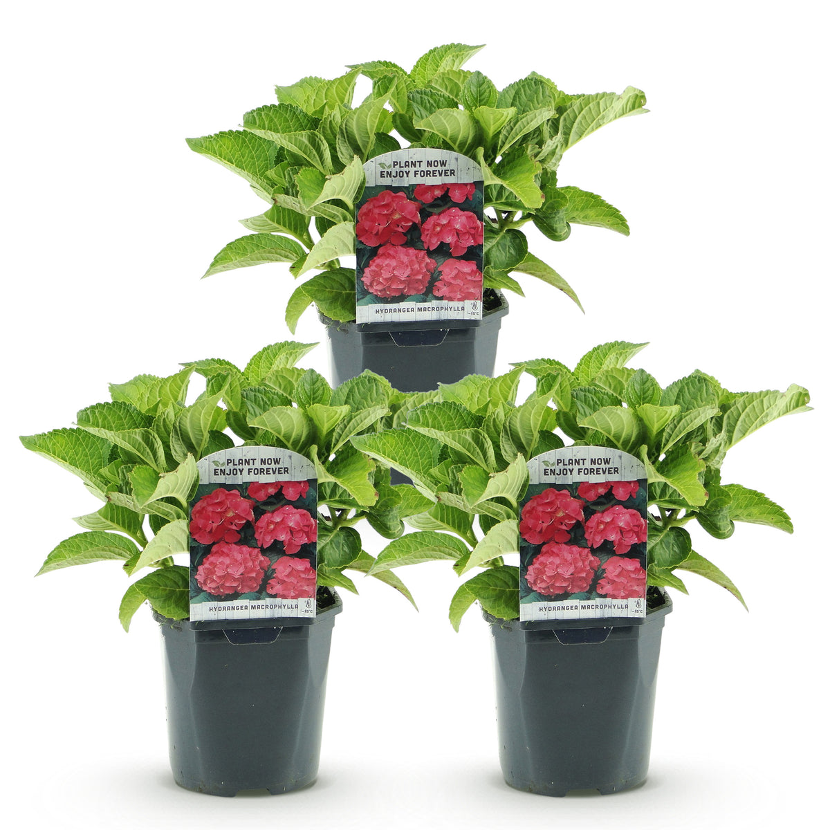 Green boutiQ - Hortensia - Hydrangea macrophylla Rood - Bloem Rood - 3 Planten - 1 m2 - Bladverliezend - Weinig Onderhoud - Pot 17cm Hoogte 30cm