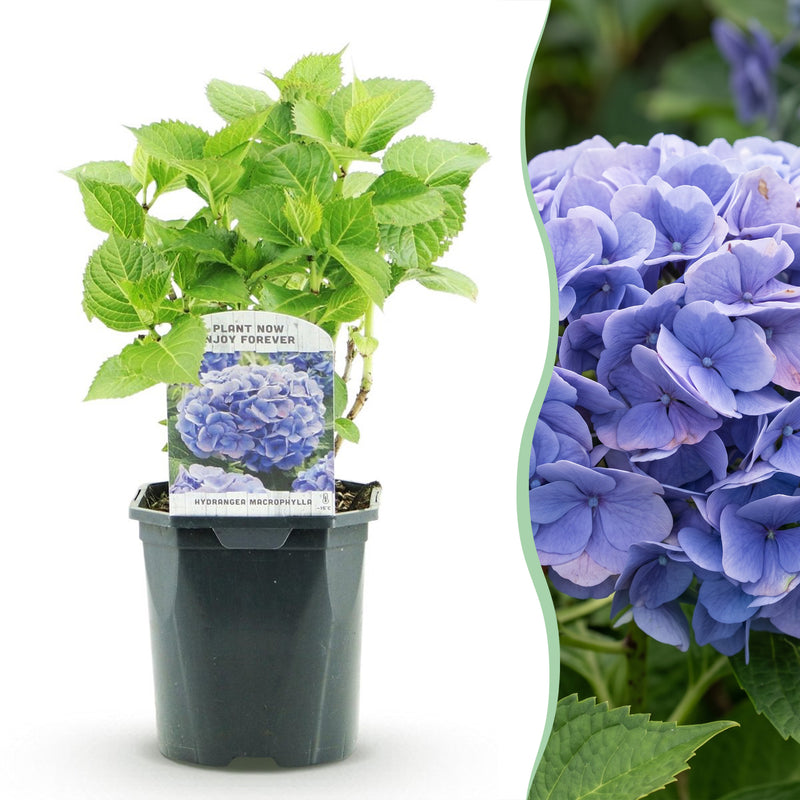 Green boutiQ - Hortensia - Hydrangea macrophylla Blue - Bloem Blauw - 1 Plant - Bladverliezend - Weinig Onderhoud - Pot 17cm Hoogte 30cm