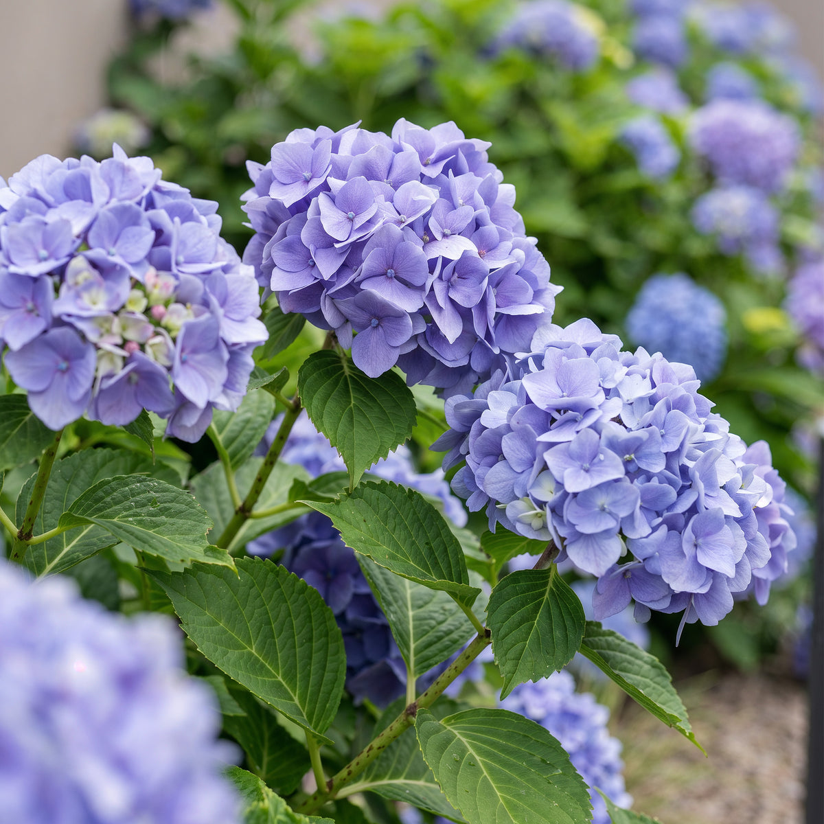 Green boutiQ - Hortensia - Hydrangea macrophylla Blue - Bloem Blauw - 1 Plant - Bladverliezend - Weinig Onderhoud - Pot 17cm Hoogte 30cm