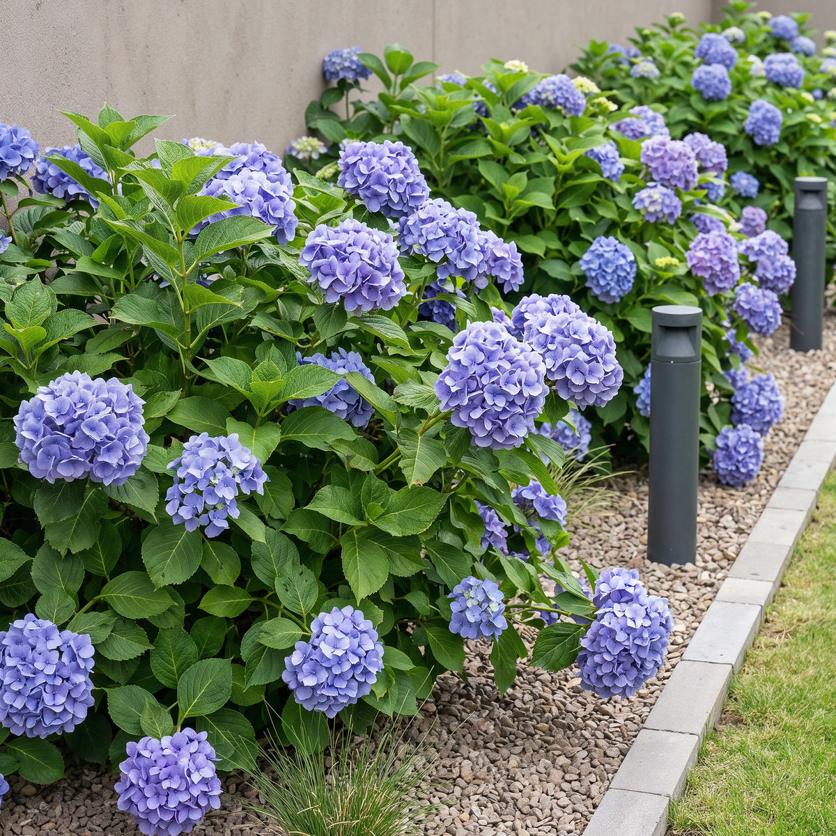 Green boutiQ - Hortensia - Hydrangea macrophylla Blue - Bloem Blauw - 1 Plant - Bladverliezend - Weinig Onderhoud - Pot 17cm Hoogte 30cm