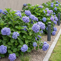 Green boutiQ - Hortensia - Hydrangea macrophylla Blauw - Bloem Blauw - 3 Planten - 1m2 - Bladverliezend - Weinig Onderhoud - Pot 17cm Hoogte 30cm
