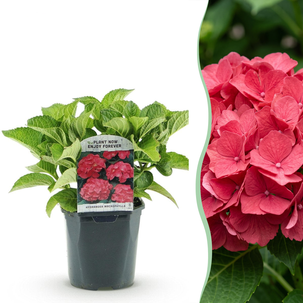 Green boutiQ - Hortensia - Hydrangea macrophylla Red - Bloem Rood - 1 Plant - Bladverliezend - Weinig Onderhoud - Pot 17cm Hoogte 30cm