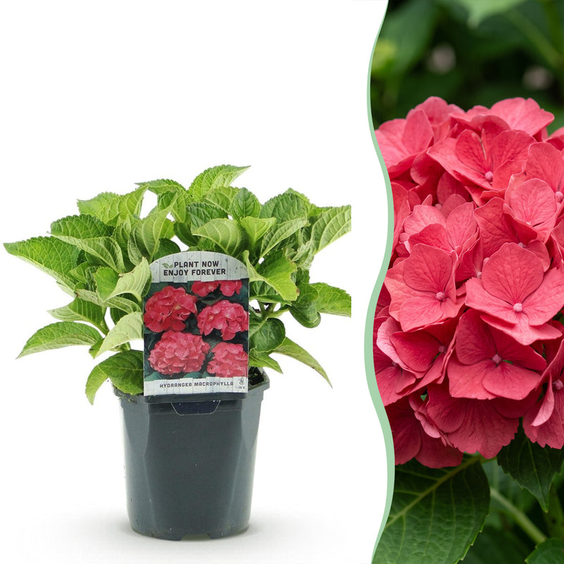 Green boutiQ - Hortensia - Hydrangea macrophylla Red - Bloem Rood - 1 Plant - Bladverliezend - Weinig Onderhoud - Pot 17cm Hoogte 30cm