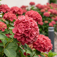 Green boutiQ - Hortensia - Hydrangea macrophylla Red - Bloem Rood - 1 Plant - Bladverliezend - Weinig Onderhoud - Pot 17cm Hoogte 30cm