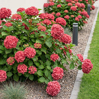Green boutiQ - Hortensia - Hydrangea macrophylla Red - Bloem Rood - 1 Plant - Bladverliezend - Weinig Onderhoud - Pot 17cm Hoogte 30cm