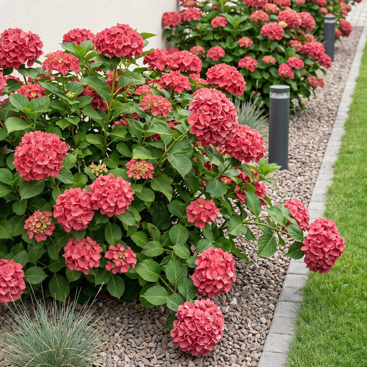 Green boutiQ - Hortensia - Hydrangea macrophylla Rood - Bloem Rood - 3 Planten - 1 m2 - Bladverliezend - Weinig Onderhoud - Pot 17cm Hoogte 30cm