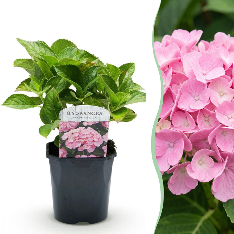 Green boutiQ - Hortensia - Hydrangea macrophylla Roze - Bloem Roze - 3 Planten - 1 m2 - Bladverliezend - Weinig Onderhoud - Pot 17cm Hoogte 30cm