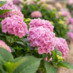 Green boutiQ - Hortensia - Hydrangea macrophylla Pink - Bloem Roze - 1 Plant -  Bladverliezend - Weinig Onderhoud - Pot 17cm Hoogte 30cm