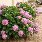 Green boutiQ - Hortensia - Hydrangea macrophylla Pink - Bloem Roze - 1 Plant -  Bladverliezend - Weinig Onderhoud - Pot 17cm Hoogte 30cm