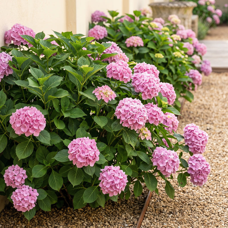 Green boutiQ - Hortensia - Hydrangea macrophylla Roze - Bloem Roze - 3 Planten - 1 m2 - Bladverliezend - Weinig Onderhoud - Pot 17cm Hoogte 30cm