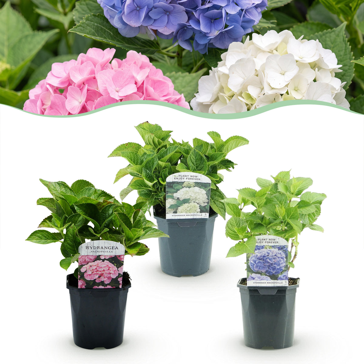 Green boutiQ - Hortensia - Hydrangea macrophylla Tricolour - Fleurs bleue, rose et blanche - 3 plantes - Caduc - Peu d'entretien - Pot 17cm Hauteur 30cm