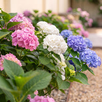 Green boutiQ - Hortensia - Hydrangea macrophylla Tricolour - Bloem Blauw, Roze en Wit  - 3 Planten - Bladverliezend - Weinig Onderhoud - Pot 17cm Hoogte 30cm