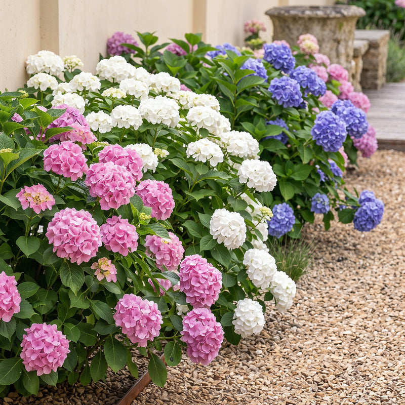 Green boutiQ - Hortensia - Hydrangea macrophylla Tricolour - Bloem Blauw, Roze en Wit  - 3 Planten - Bladverliezend - Weinig Onderhoud - Pot 17cm Hoogte 30cm