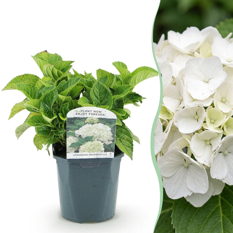 Green boutiQ - Hortensia - Hydrangea macrophylla Blue - Bloem Wit - 1 Plant - Bladverliezend - Weinig Onderhoud - Pot 17cm Hoogte 30cm