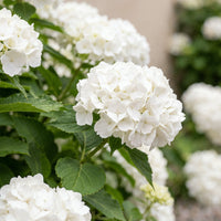 Green boutiQ - Hortensia - Hydrangea macrophylla Blue - Bloem Wit - 1 Plant - Bladverliezend - Weinig Onderhoud - Pot 17cm Hoogte 30cm