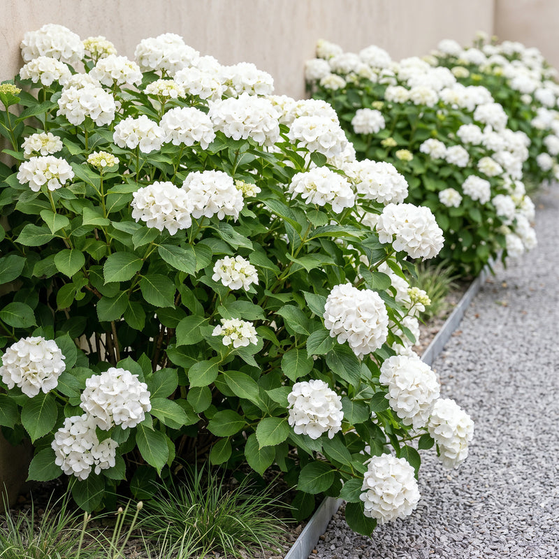Green boutiQ - Hortensia - Hydrangea macrophylla Blue - Bloem Wit - 1 Plant - Bladverliezend - Weinig Onderhoud - Pot 17cm Hoogte 30cm