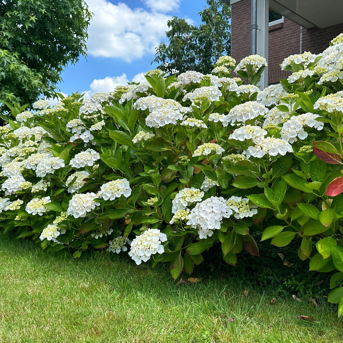 Green boutiQ - Tuinplant - Hydrangea macrophylla Wit - Hortensia - Winterhard - Wit - 3 Planten - Pot 12cm - Hoogte Hoogte 20-30cm