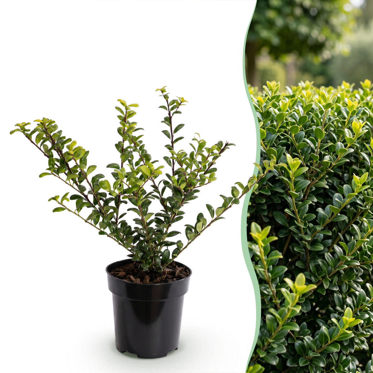 Green boutiQ - 40x Ilex crenata Covenxa - Japanse Hulst - Haagplanten - Groenblijvend - Groen - Pot 9cm - Hoogte 20-30cm