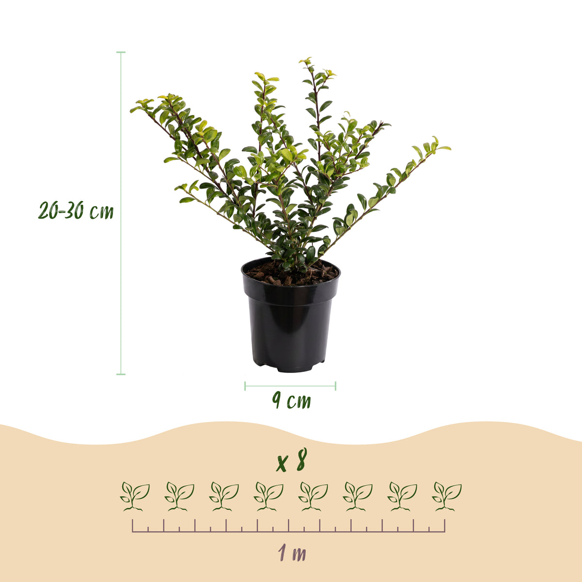 Green boutiQ - 24x Ilex crenata Covenxa - Japanse Hulst - Haagplanten - Groenblijvend - Groen - Pot 9cm - Hoogte 20-30cm