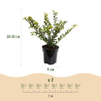 Green boutiQ - 24x Ilex crenata Covenxa - Houx japonais - Plantes de haie - Persistant - Vert - Pot 9cm - Hauteur 20-30cm
