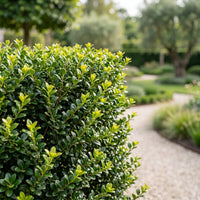 Green boutiQ - 24x Ilex crenata Covenxa - Japanse Hulst - Haagplanten - Groenblijvend - Groen - Pot 9cm - Hoogte 20-30cm