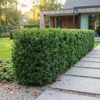 Green boutiQ - 24x Ilex crenata Covenxa - Japanse Hulst - Haagplanten - Groenblijvend - Groen - Pot 9cm - Hoogte 20-30cm