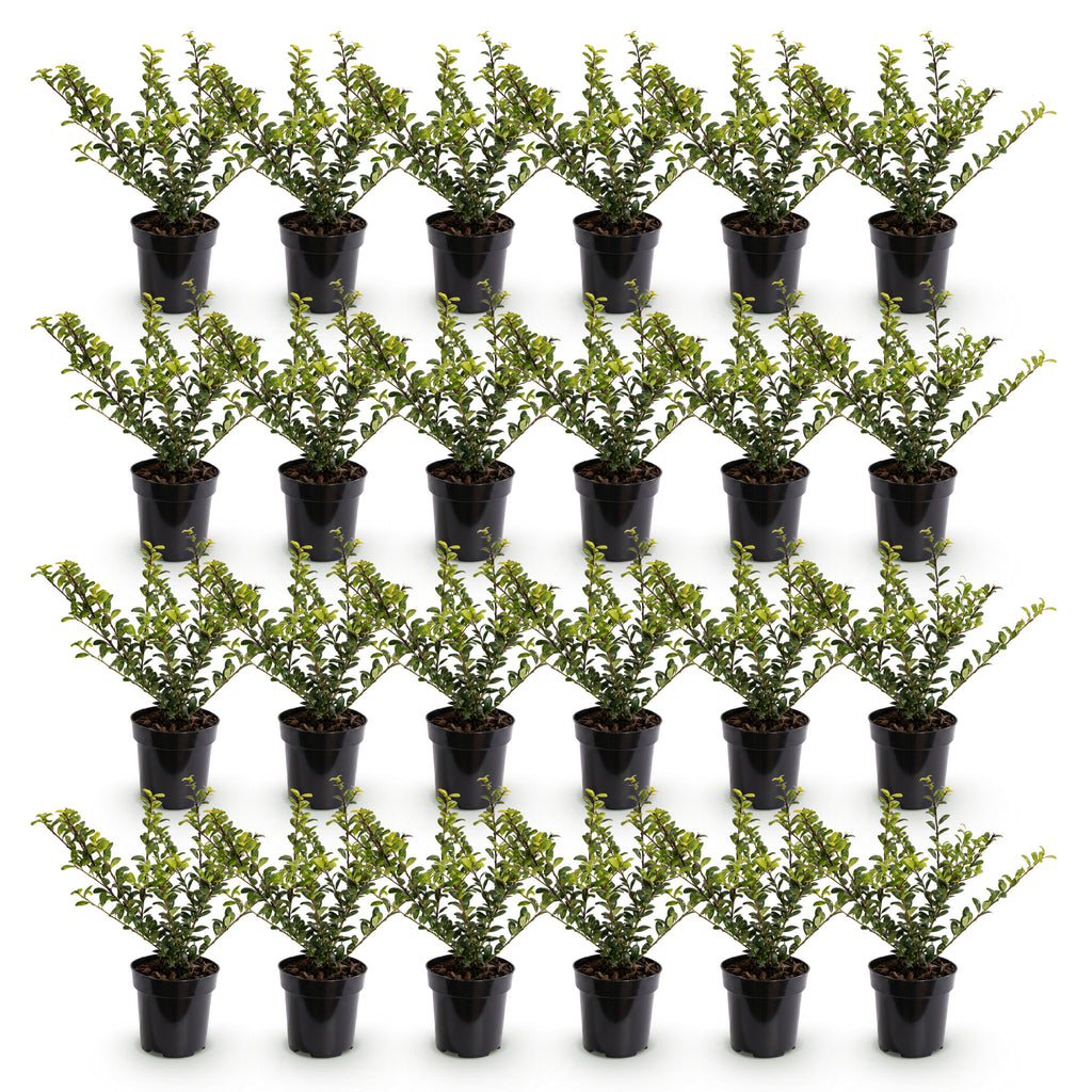 Green boutiQ - 24x Ilex crenata Covenxa - Houx japonais - Plantes de haie - Persistant - Vert - Pot 9cm - Hauteur 20-30cm