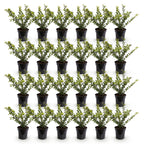 Green boutiQ - 24x Ilex crenata Covenxa - Houx japonais - Plantes de haie - Persistant - Vert - Pot 9cm - Hauteur 20-30cm