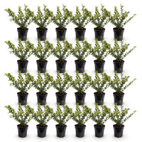 Green boutiQ - 24x Ilex crenata Covenxa - Japanse Hulst - Haagplanten - Groenblijvend - Groen - Pot 9cm - Hoogte 20-30cm