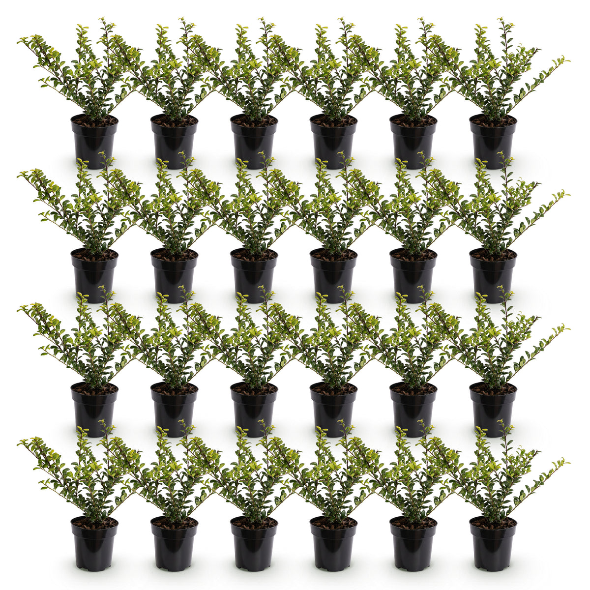 Green boutiQ - 24x Ilex crenata Covenxa - Houx japonais - Plantes de haie - Persistant - Vert - Pot 9cm - Hauteur 20-30cm