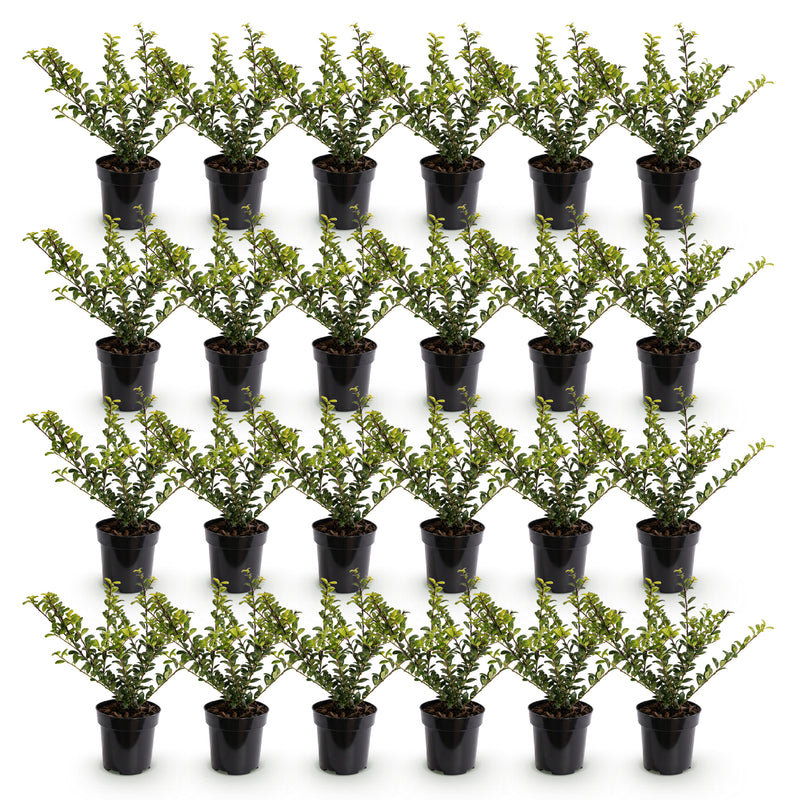 Green boutiQ - 24x Ilex crenata Covenxa - Japanse Hulst - Haagplanten - Groenblijvend - Groen - Pot 9cm - Hoogte 20-30cm