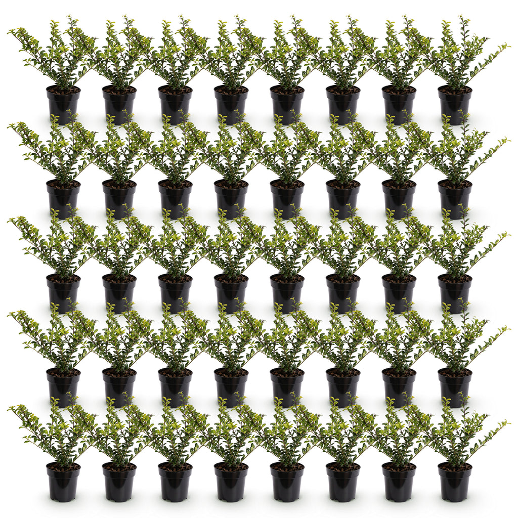 Green boutiQ - 40x Ilex crenata Covenxa - Houx japonais - Plantes de haie - Persistant - Vert - Pot 9cm - Hauteur 20-30cm
