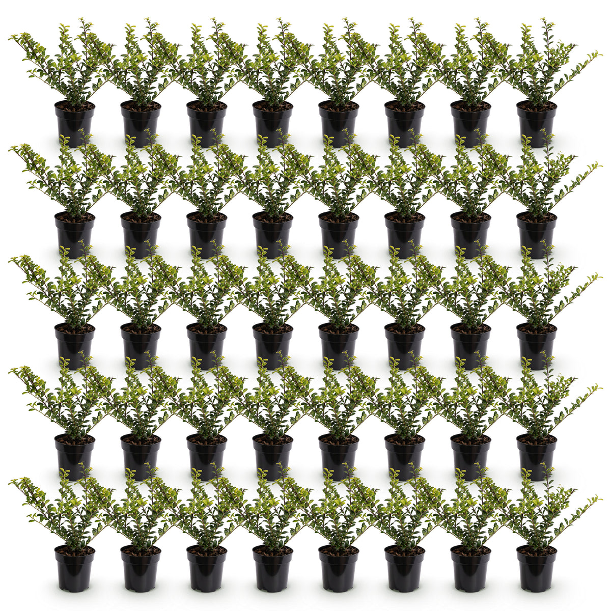 Green boutiQ - 40x Ilex crenata Covenxa - Japanse Hulst - Haagplanten - Groenblijvend - Groen - Pot 9cm - Hoogte 20-30cm