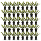 Green boutiQ - 40x Ilex crenata Covenxa - Houx japonais - Plantes de haie - Persistant - Vert - Pot 9cm - Hauteur 20-30cm