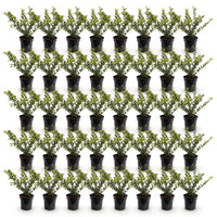 Green boutiQ - 40x Ilex crenata Covenxa - Japanse Hulst - Haagplanten - Groenblijvend - Groen - Pot 9cm - Hoogte 20-30cm