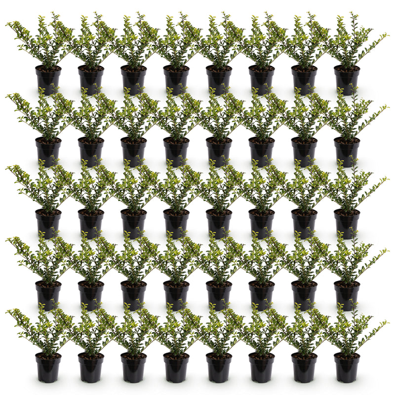 Green boutiQ - 40x Ilex crenata Covenxa - Japanse Hulst - Haagplanten - Groenblijvend - Groen - Pot 9cm - Hoogte 20-30cm