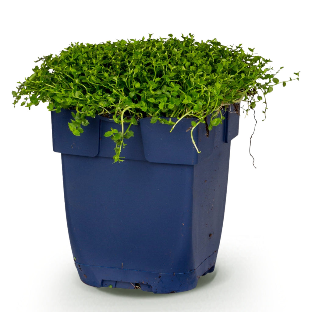 Green boutiQ - Stauden - Isotoma fluviatilis - Sternblume - Steingartenpflanze - Hellblau - 1 Pflanze - Topf 11cm - Höhe 15-25cm