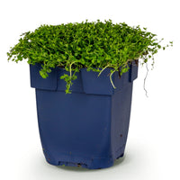 Green boutiQ - Vasteplant - Isotoma fluviatilis - Sterrenbloem - RotsPlant - Licht Blauw - 1 Plant - Pot 11cm - Hoogte 15-25cm