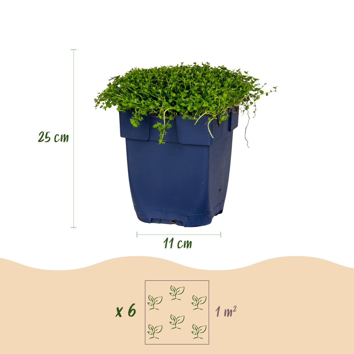 Green boutiQ - Vasteplant - Isotoma fluviatilis - Sterrenbloem - RotsPlant - Licht Blauw - 1 Plant - Pot 11cm - Hoogte 15-25cm